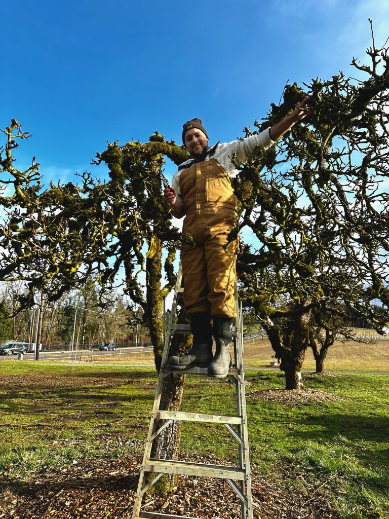 Brandon, QA analyst, standing on a ladder pruning a tree in an orchard.